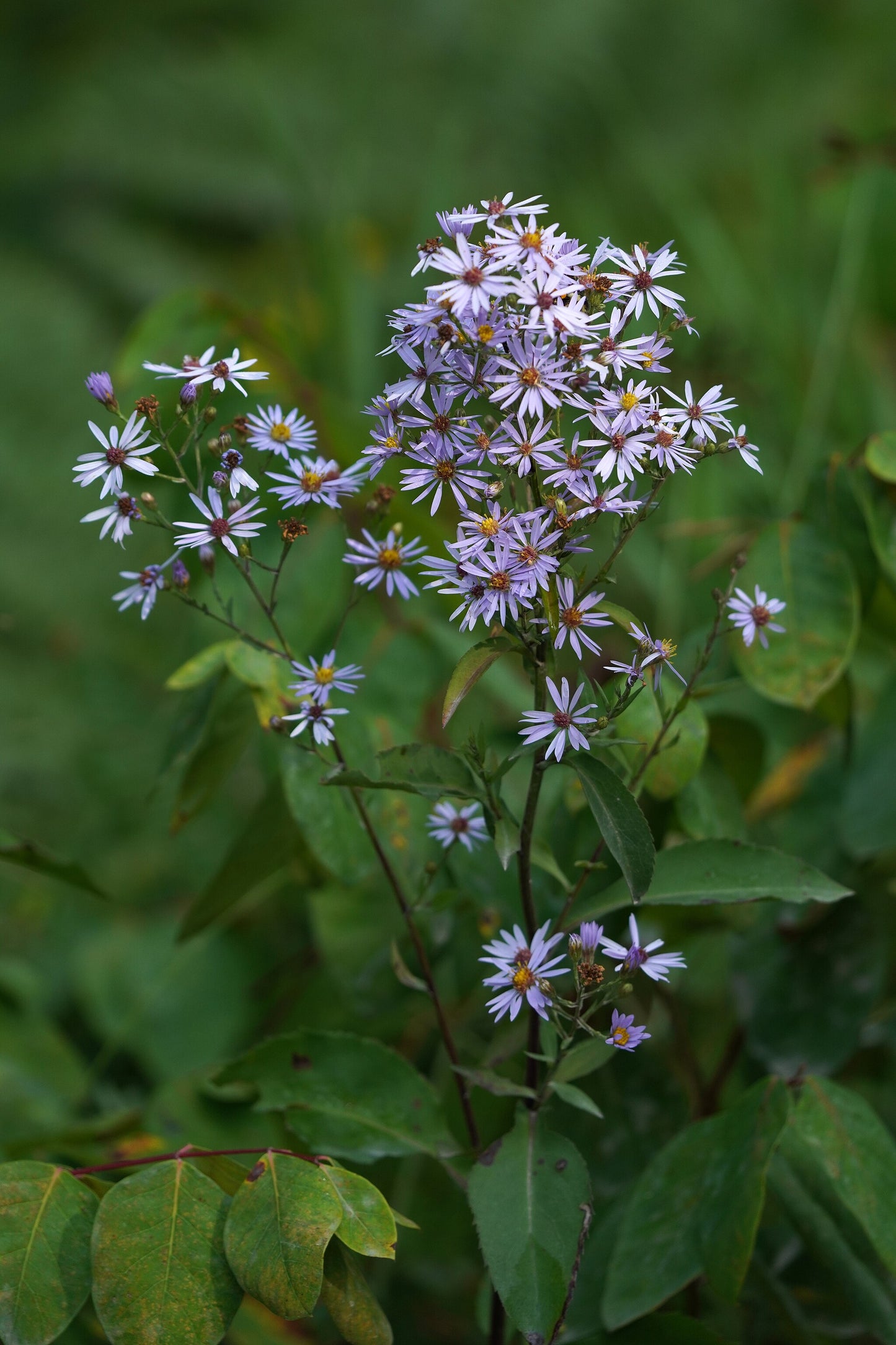 A beautiful picture of Smooth Aster (Symphyotrichum laeve), a native perennial with numerous pale blue to violet flowers that provide a vital nectar source for bees and butterflies in late summer and fall.