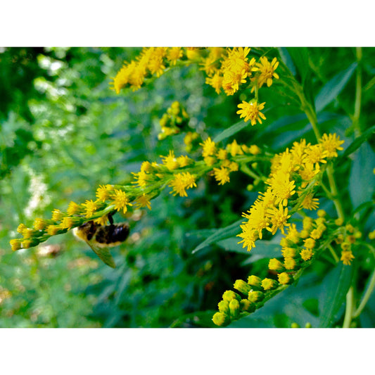 Solidago juncea (Early Goldenrod)