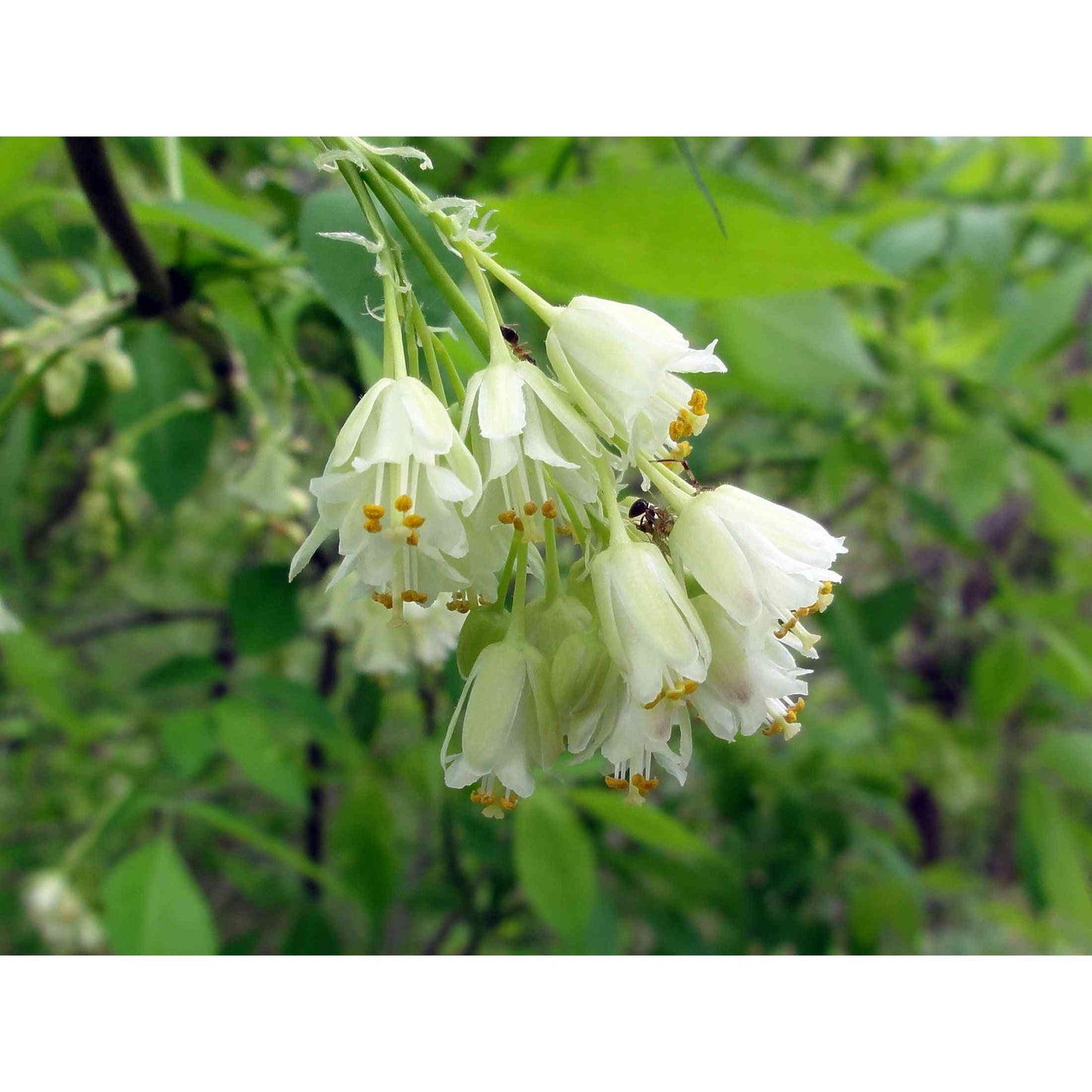 Staphylea trifolia (Bladdernut) Natural Communities LLC