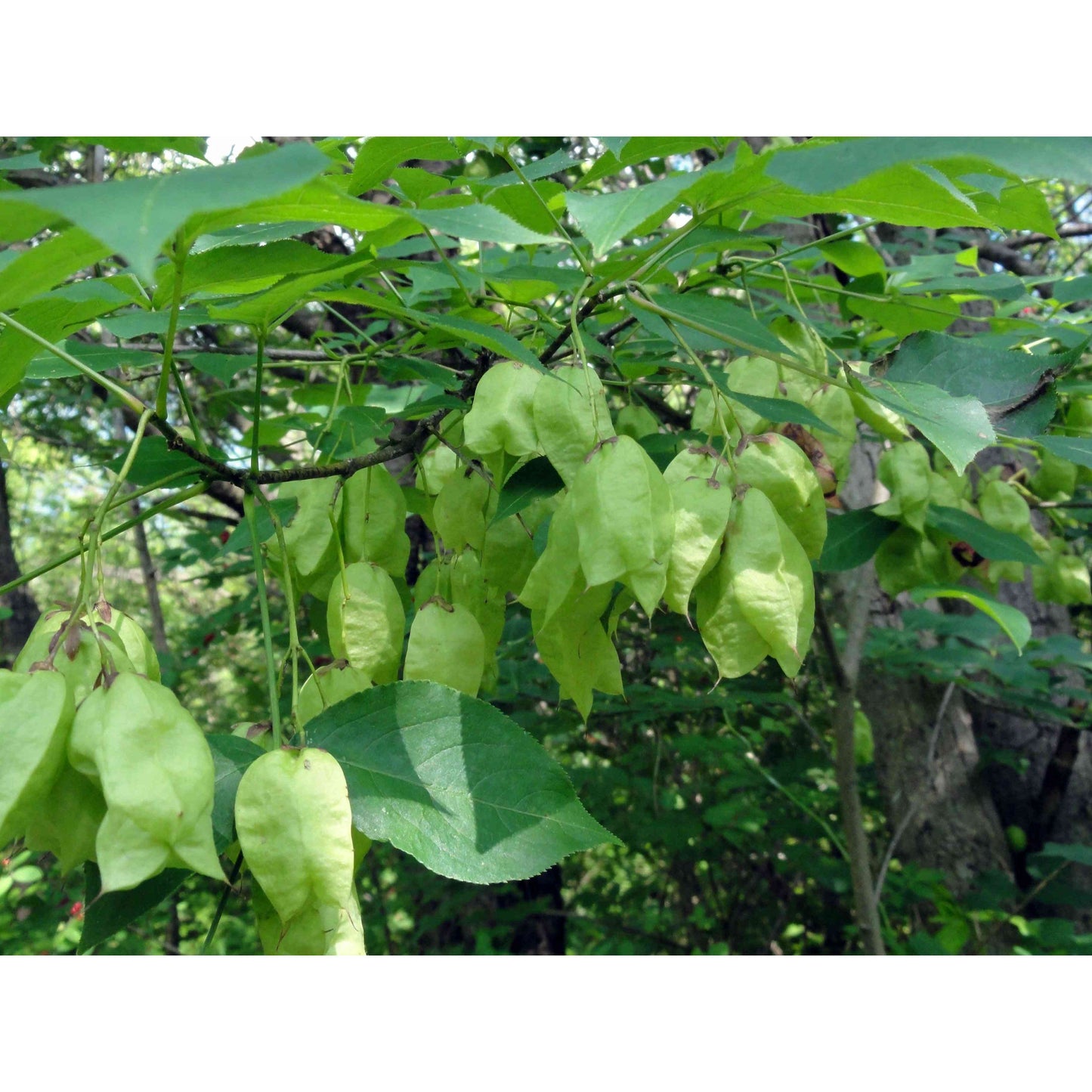 Staphylea trifolia (Bladdernut) Natural Communities LLC