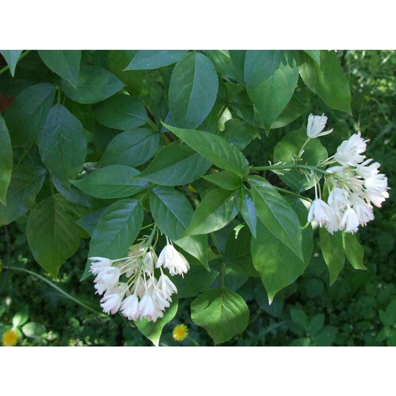 Staphylea trifolia (Bladdernut) Natural Communities LLC