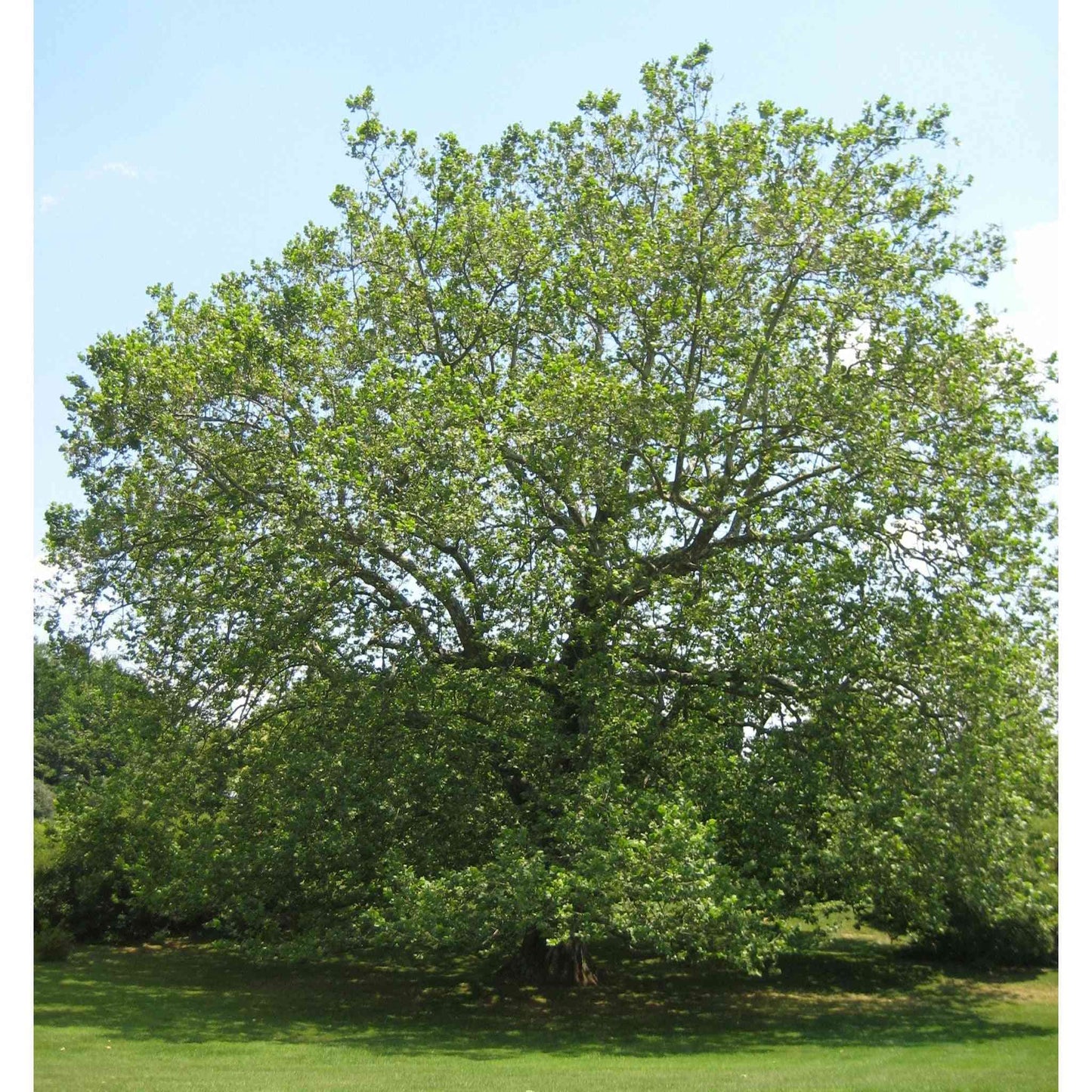 Platanus occidentalis (Sycamore)  Natural Communities LLC