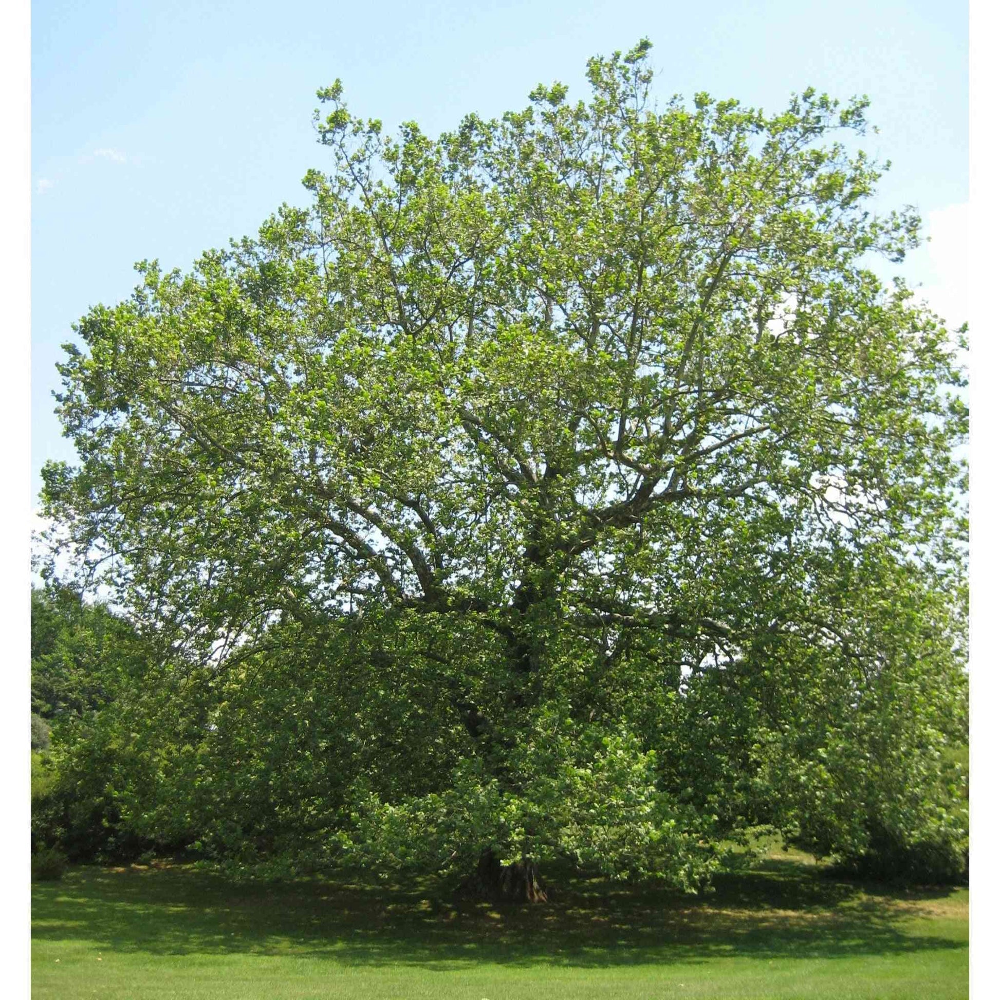 Platanus occidentalis (Sycamore)  Natural Communities LLC