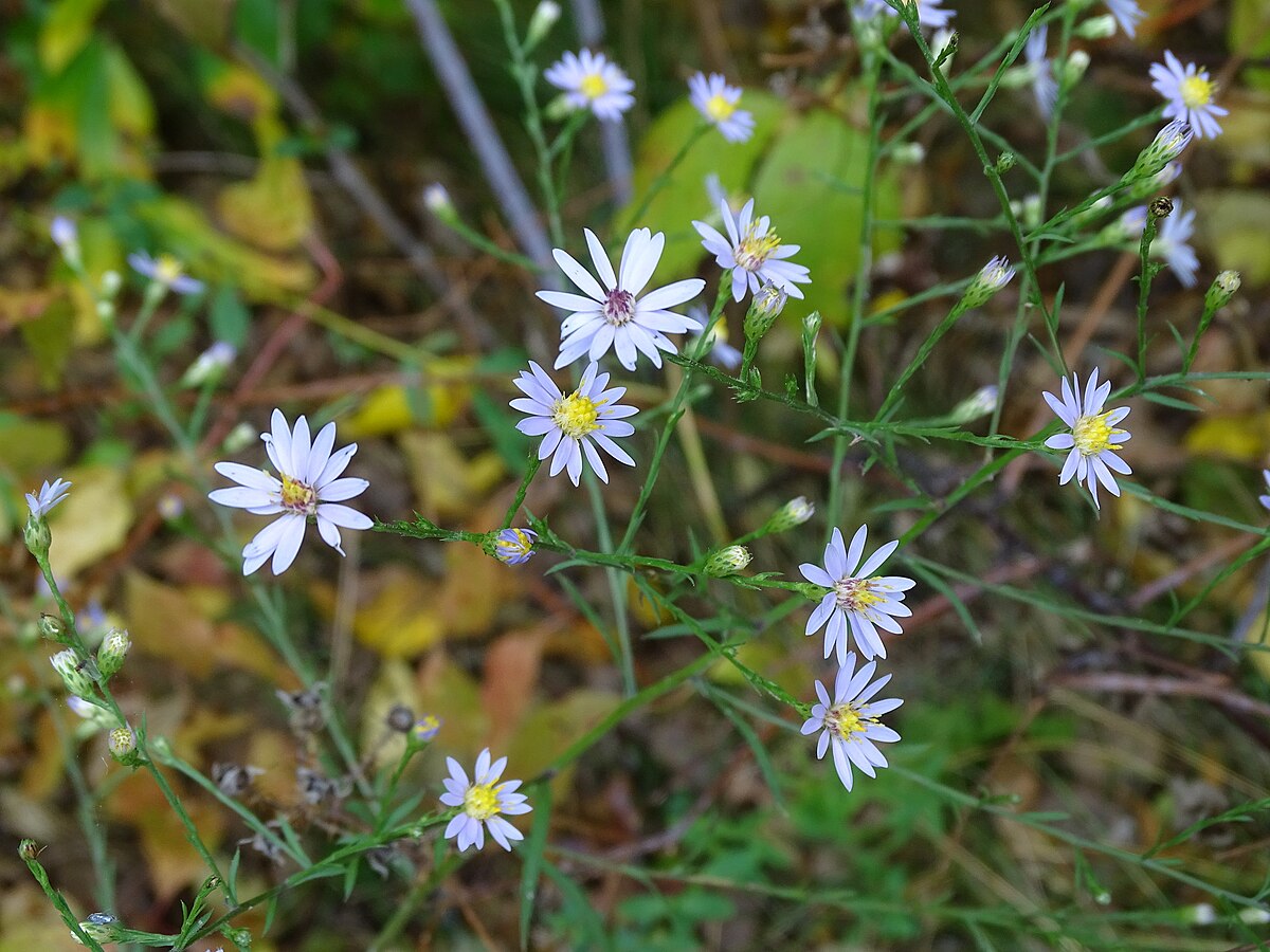 A detailed image of Sky Blue Aster (Symphyotrichum oolentangiense), showing its daisy-like blossoms with pale blue petals and a vibrant yellow center, and its distinctive rough-textured, heart-shaped leaves.