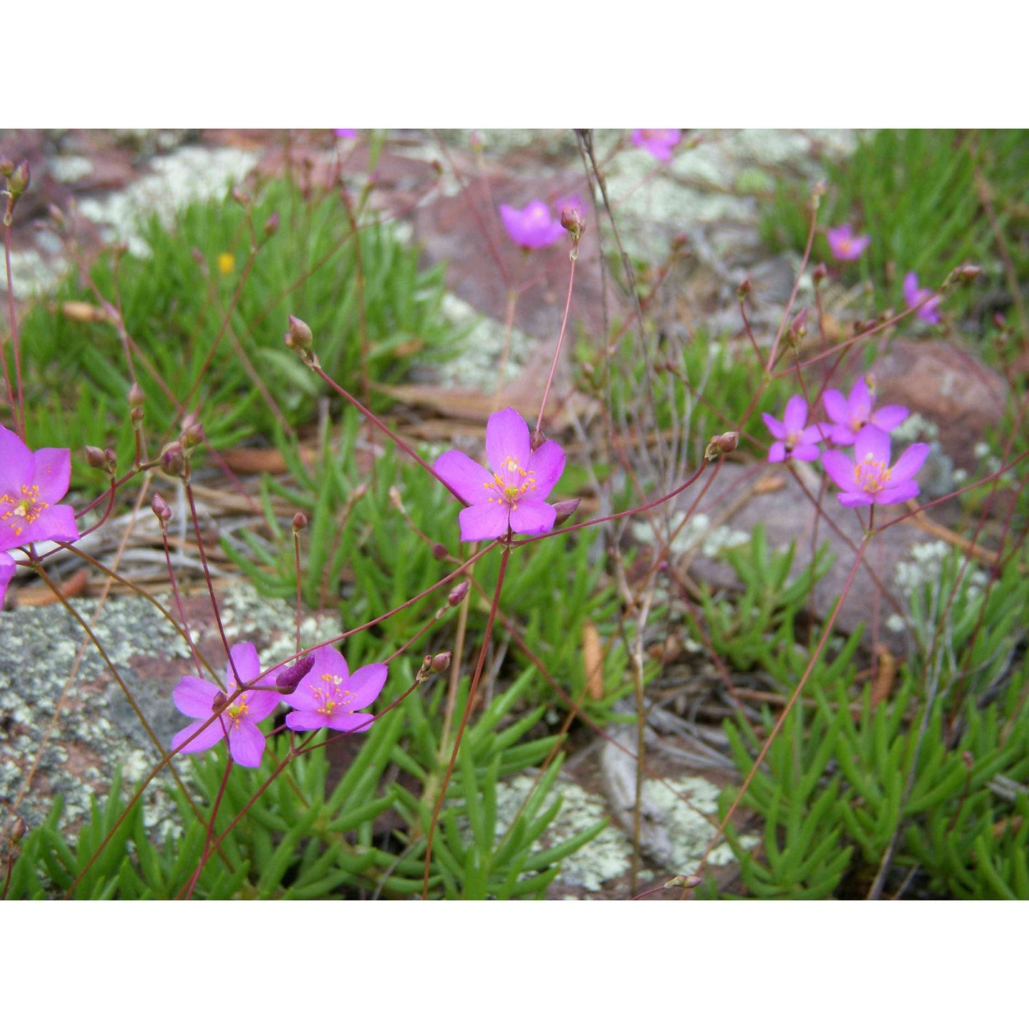 Talinum calycinum (Rock Pink) Natural Communities LLC
