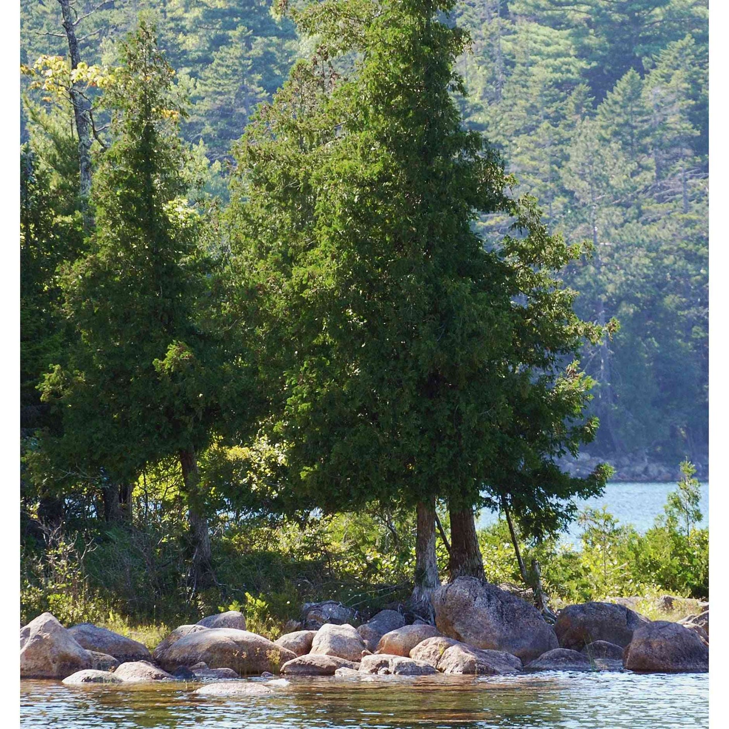 Thuja occidentalis (Arborvitae, White Cedar) Natural Communities LLC