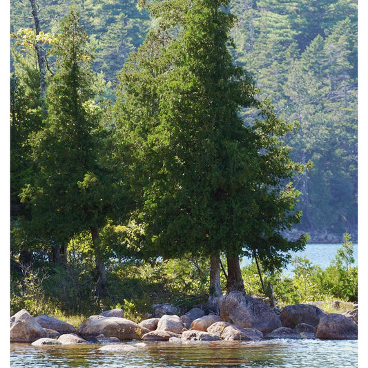 Thuja occidentalis (Arborvitae, White Cedar)  Natural Communities LLC