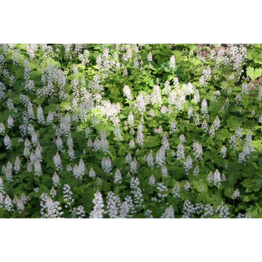 Tiarella cordifolia (Foamflower)  Natural Communities LLC