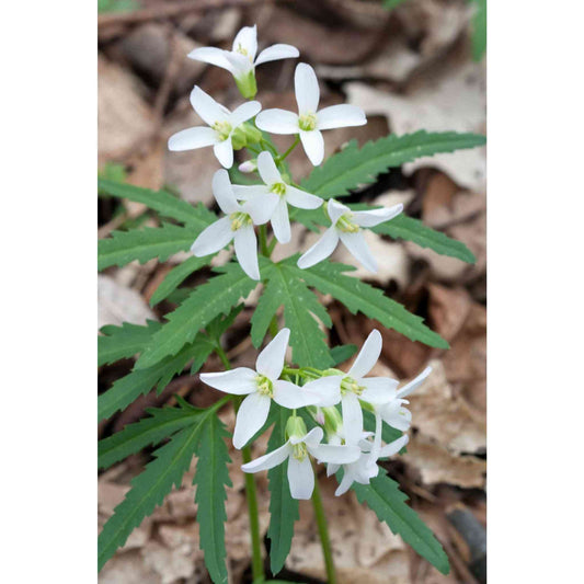 Dentaria laciniata (Cut-leaf Toothwort)  Natural Communities LLC
