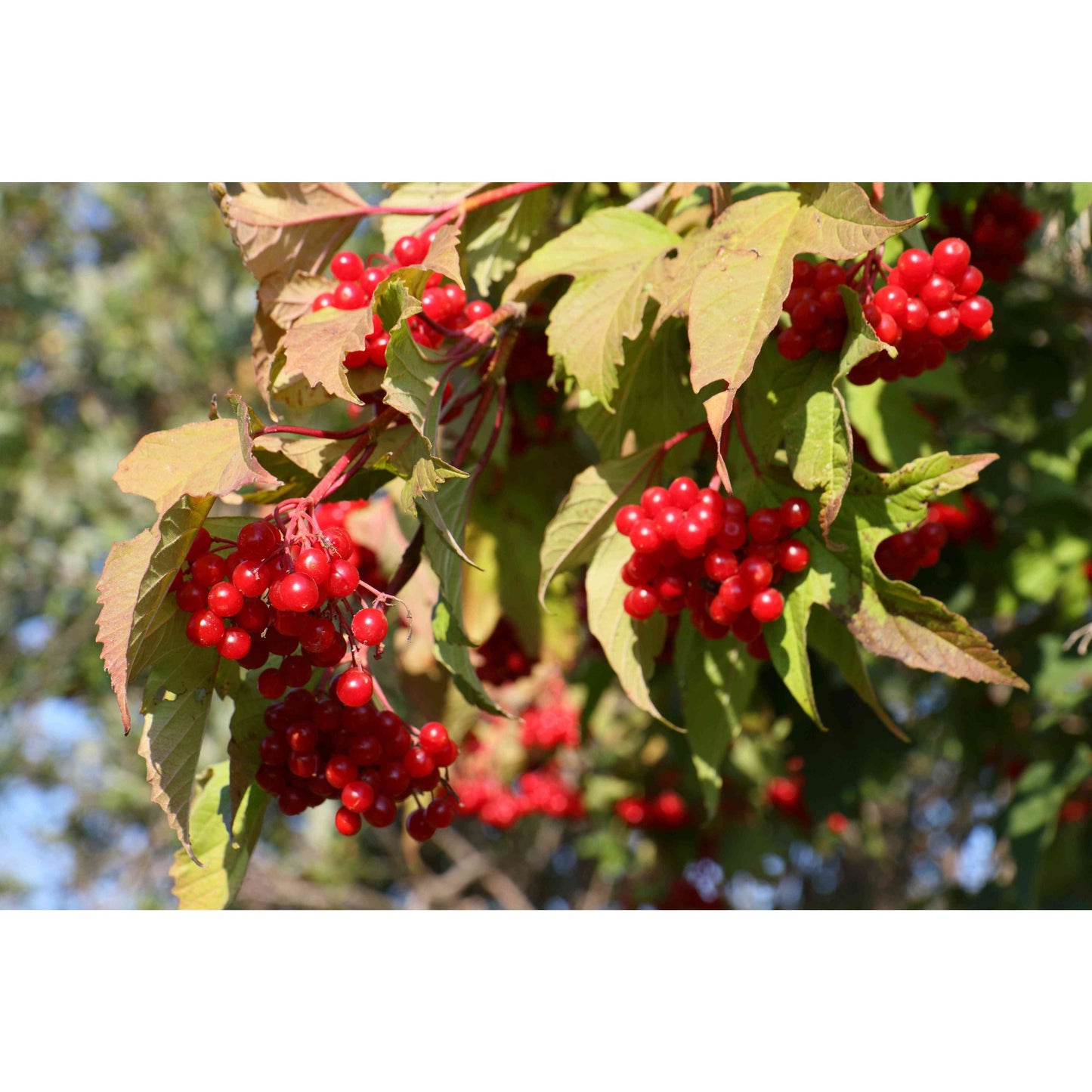 Viburnum trilobum (Highbush Cranberry Viburnum) Natural Communities LLC