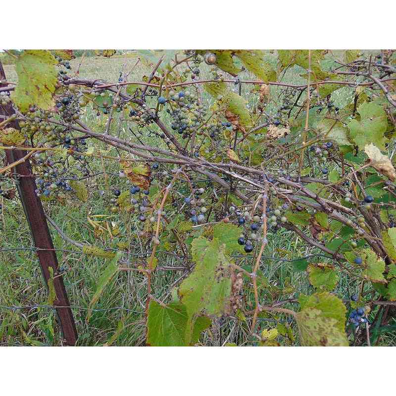 Vitis riparia (Riverbank Grape) Natural Communities LLC