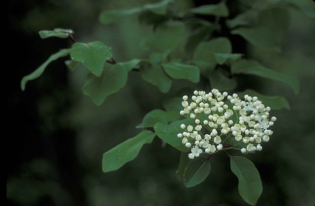 Viburnum prunifolium (Blackhaw Viburnum)