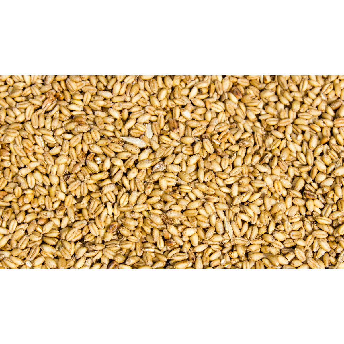 Cover Crop - Triticum aestivum (Winter Wheat)