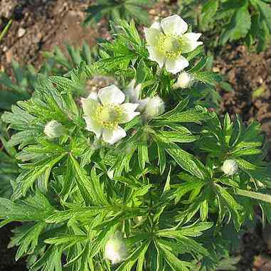 Anemone cylindrica (Thimbleweed)  Natural Communities LLC