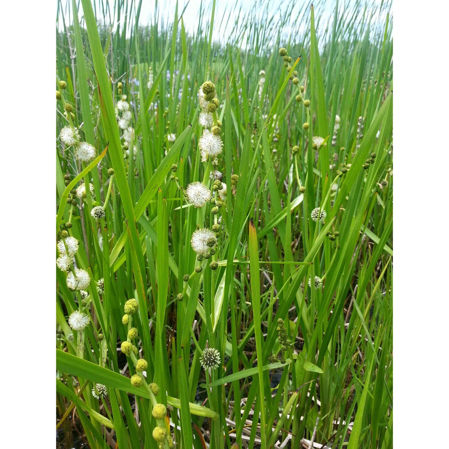 Emergent Wetland Native Seed Mix Natural Communities LLC
