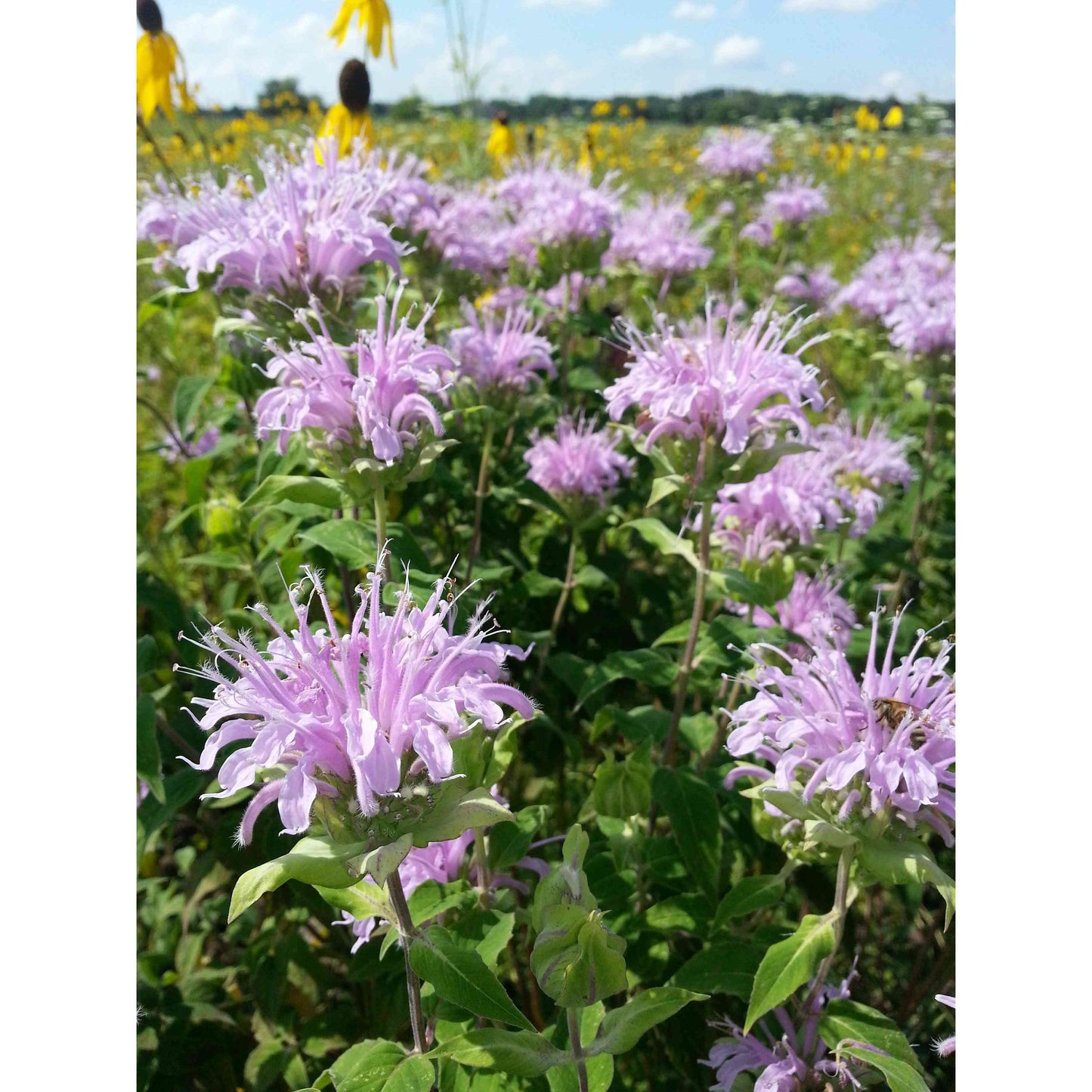 Mesic Short Prairie Native Seed Mix  Natural Communities LLC