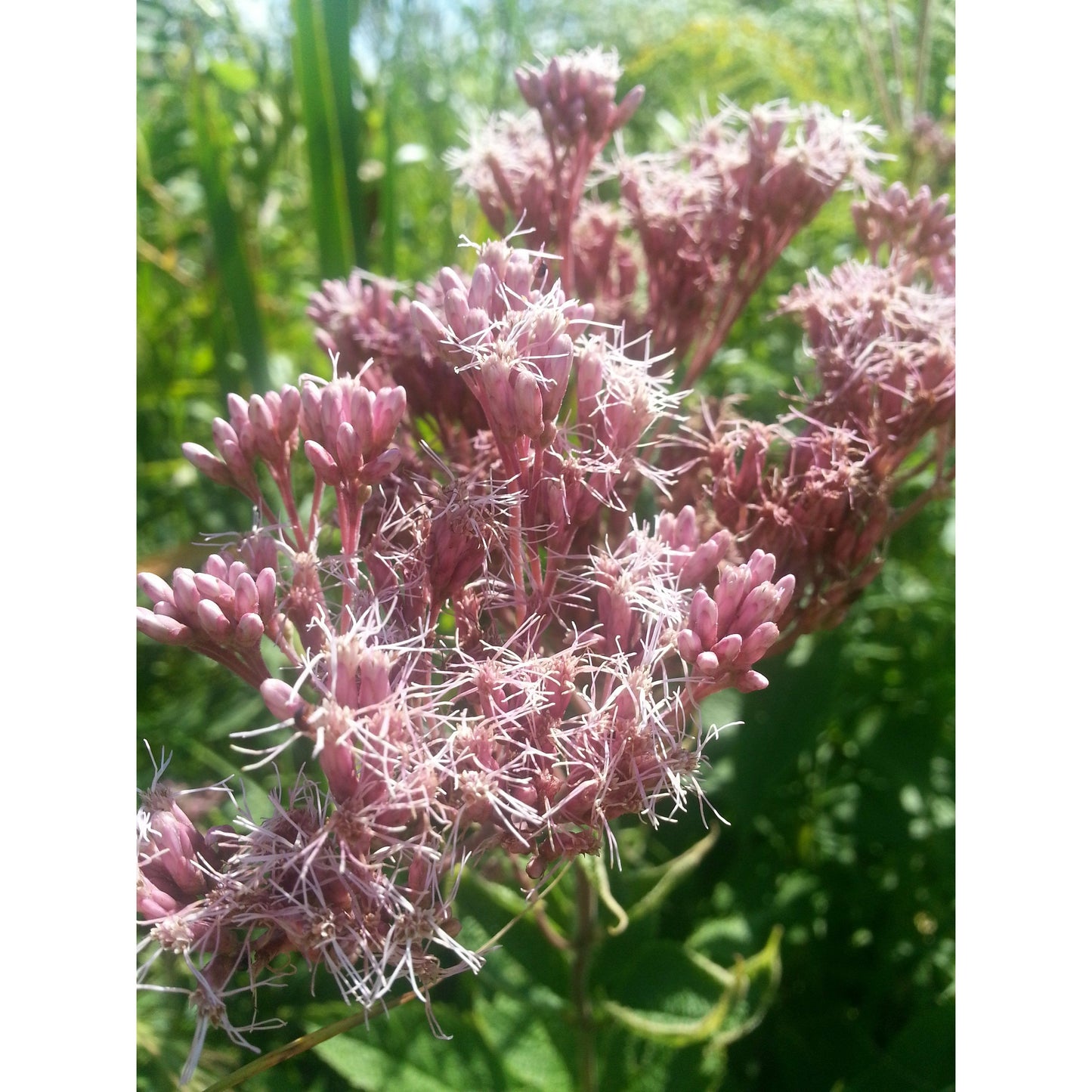 Native seed packet for wet soils – grasses, sedges, and wildflowers.