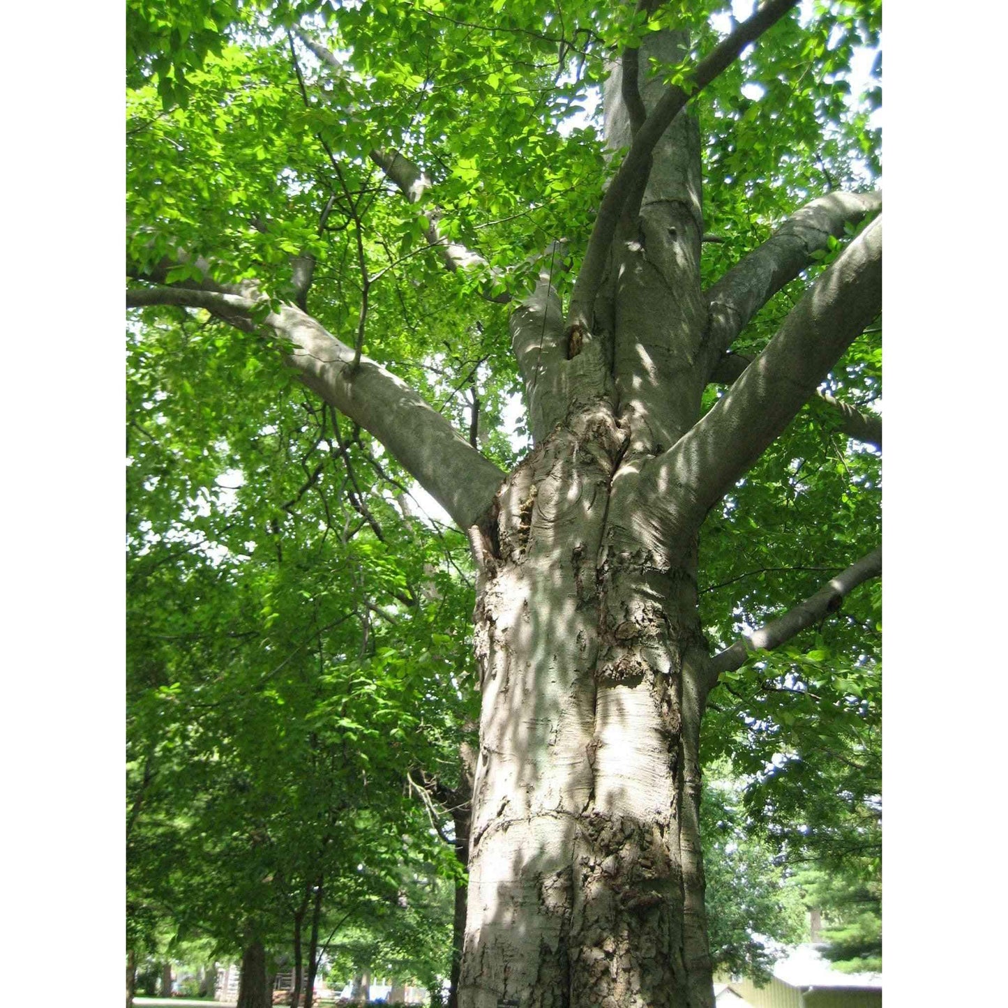 Fagus grandifolia (American Beech) Natural Communities LLC