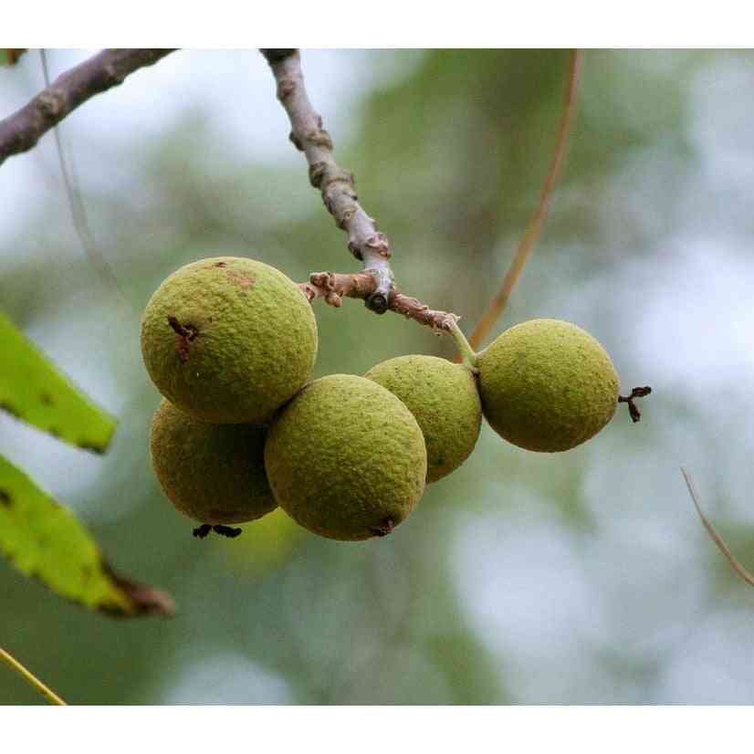 Juglans nigra (Black Walnut) Natural Communities LLC
