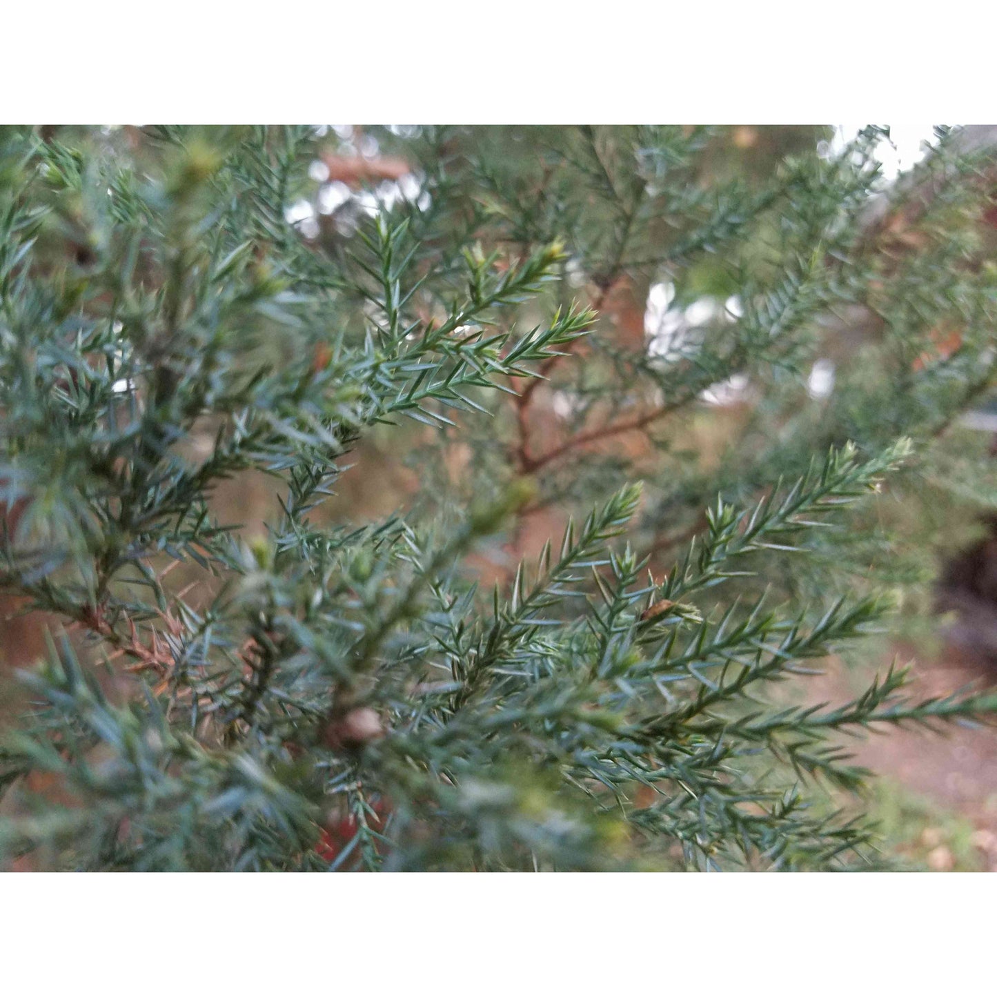 Juniperus virginiana (Eastern Red Cedar)  Natural Communities LLC
