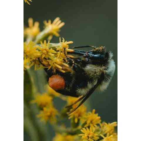 一 CP42 Pollinator Habitat Seed - Illinois Natural Communities LLC
