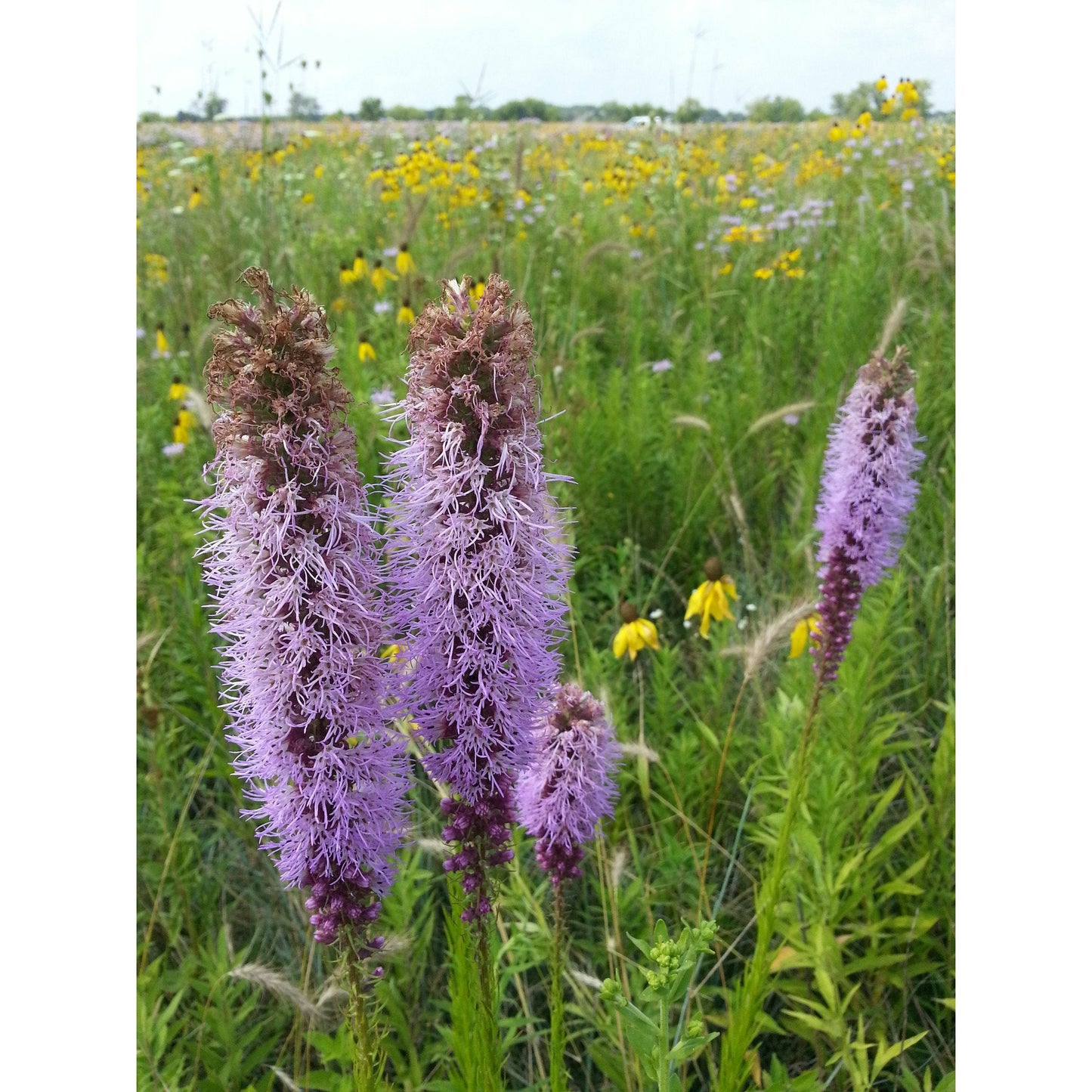 Mesic Short Prairie Native Seed Mix – 31 native wildflowers and grasses under 4 feet. Delightfully Diverse Shortgrass Prairie Mix blooming in Texas with native wildflowers and grasses