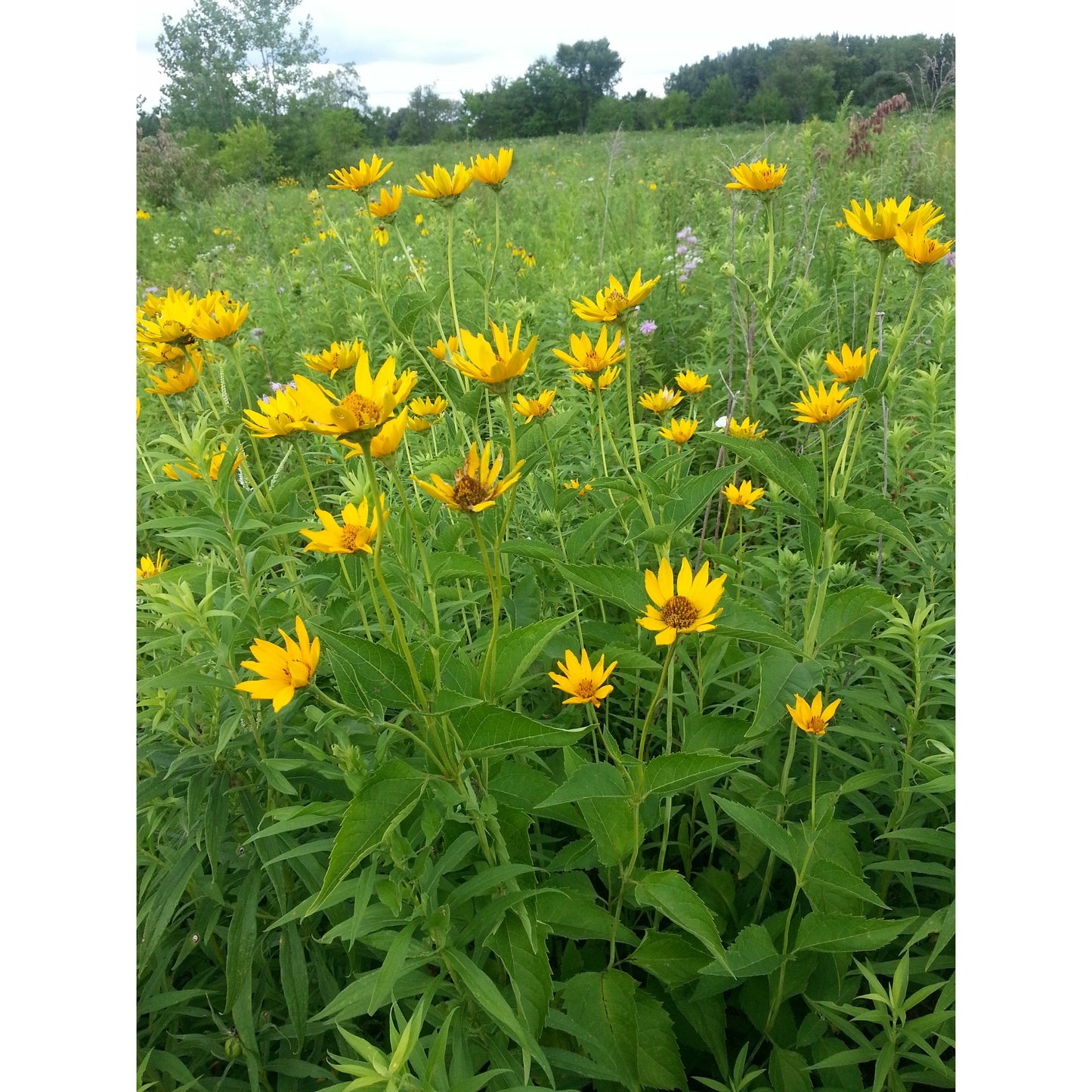 Wet Prairie Native Seed Mix includes 39 Species of Native Seeds showing mix of grasses and wildflowers.