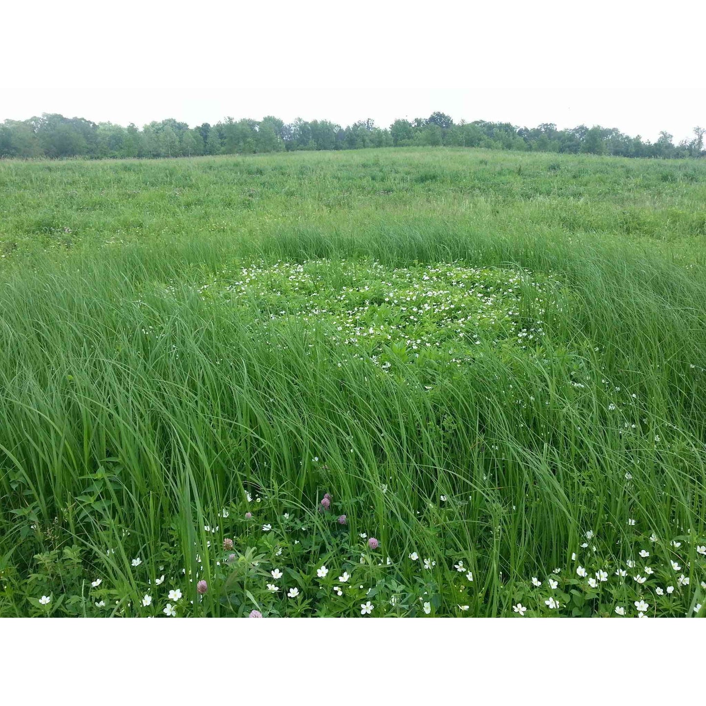 Detention Basin, Raingarden, and Bioswale Native Seed Mix Natural Communities LLC