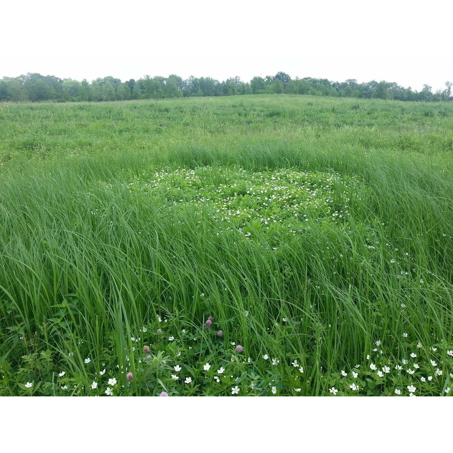 Wet Prairie Native Seed Mix for native wetland restoration with wildflowers, grasses, and sedges.