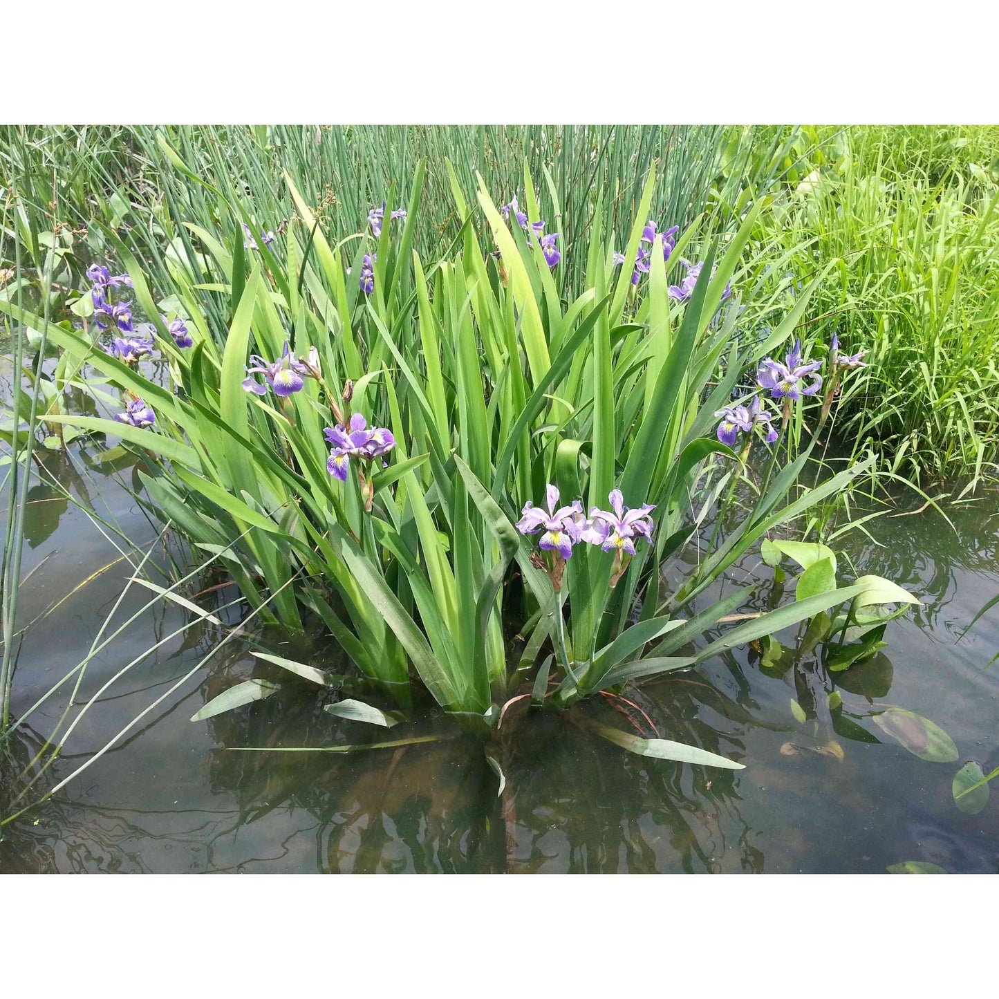 Detention Basin, Raingarden, and Bioswale Native Seed Mix Natural Communities LLC