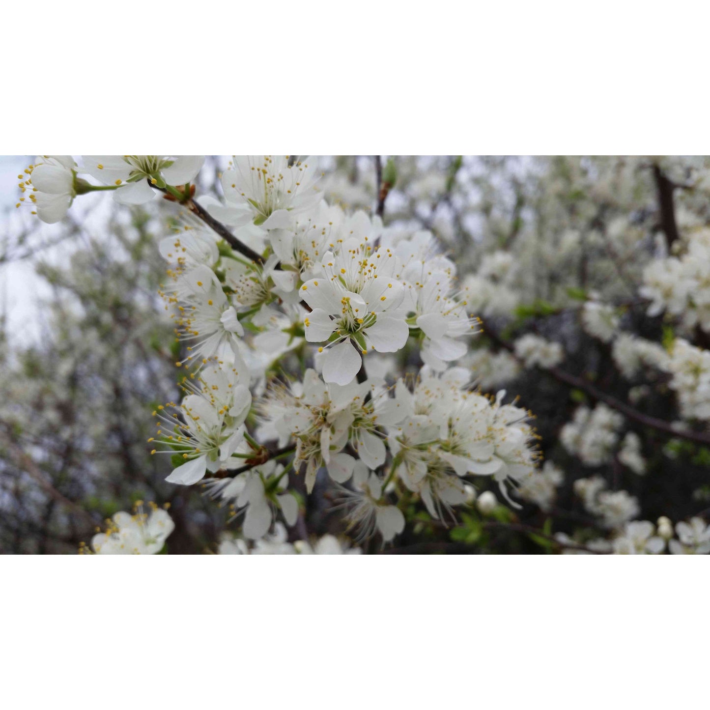 Prunus americana (American Plum) Natural Communities LLC