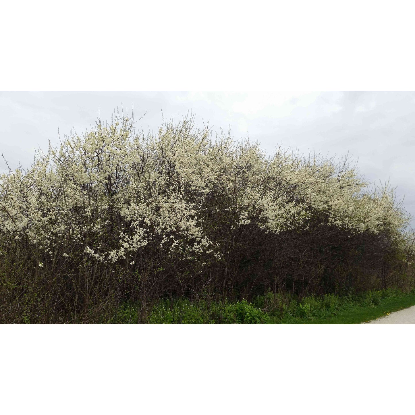 Prunus americana (American Plum) Natural Communities LLC