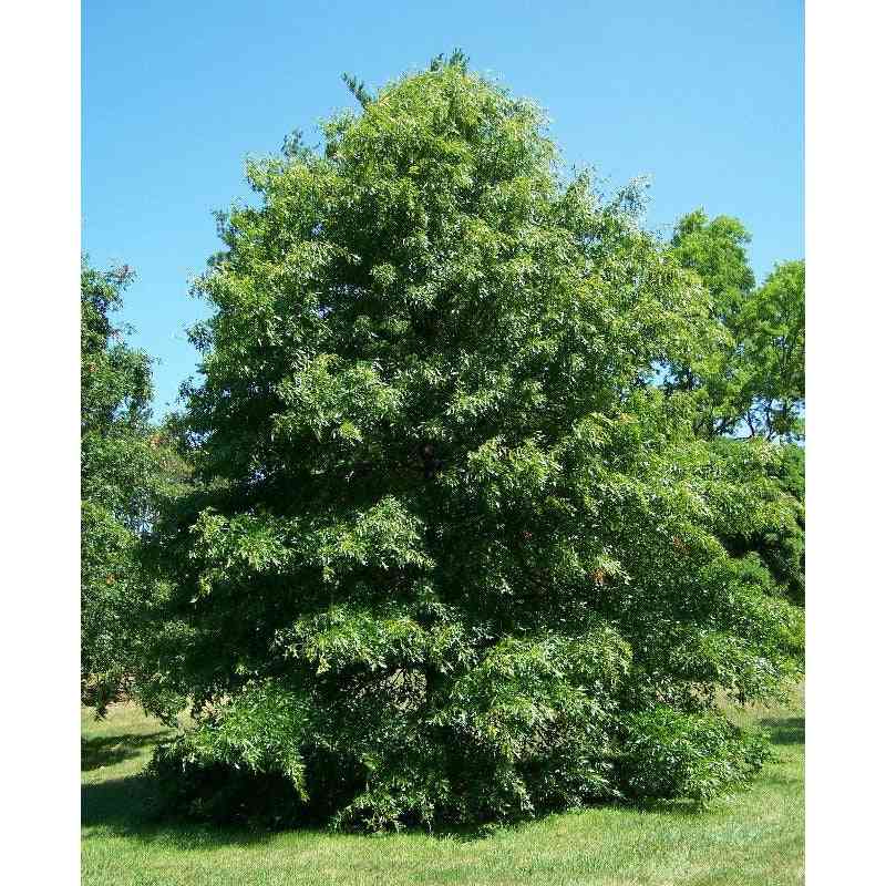 Quercus palustris (Pin Oak) Natural Communities LLC