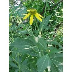 Rudbeckia laciniata (Wild Golden Glow)