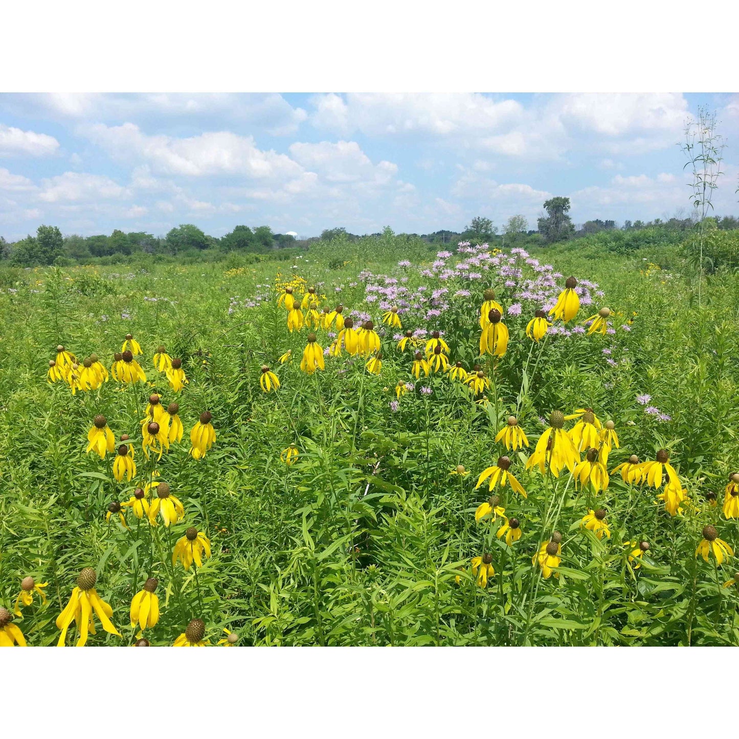 WI CP2 Native Grass Plantings Program - Wisconsin