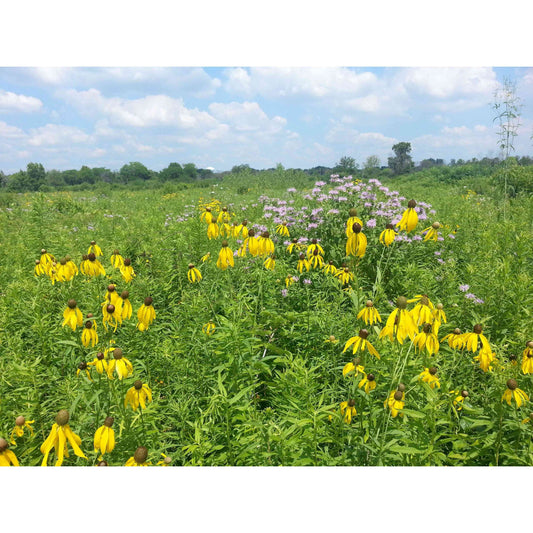 WI CP25 Rare and Declining Habitat Seed - Wisconsin