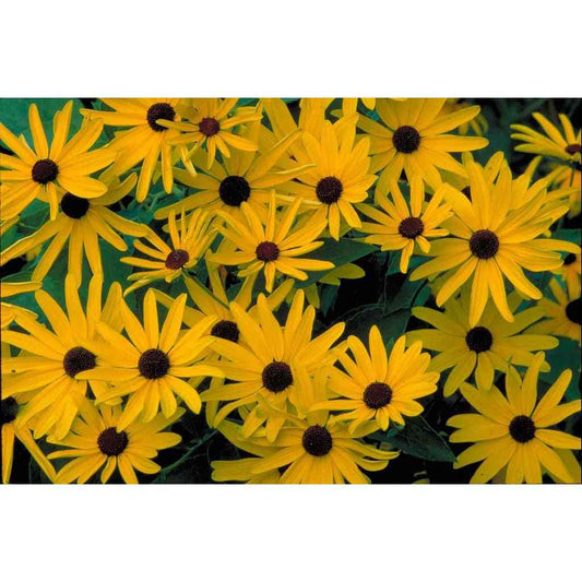 Rudbeckia subtomentosa (Sweet Black-eyed Susan)  Natural Communities LLC