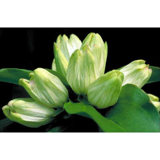 Gentiana flavida (Cream Gentian)  Natural Communities LLC