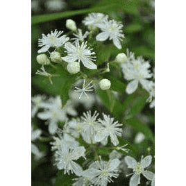 Clematis virginiana (Virgin's Bower ) Natural Communities LLC
