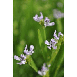 Justicia americana (AmericanWater Willow) Natural Communities LLC