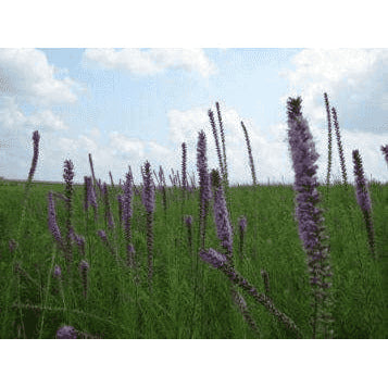 Liatris pycnostachya (Prairie Blazing Star) Natural Communities LLC