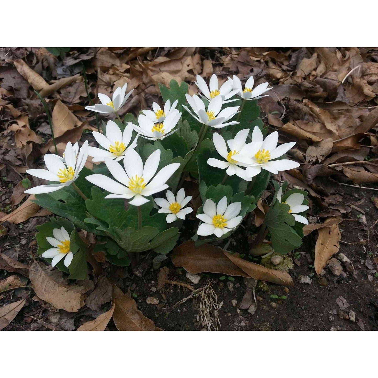 Sanguinaria canadensis (Bloodroot) Natural Communities LLC