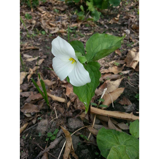 Trillium grandiflorum (White Trillium)  Natural Communities LLC