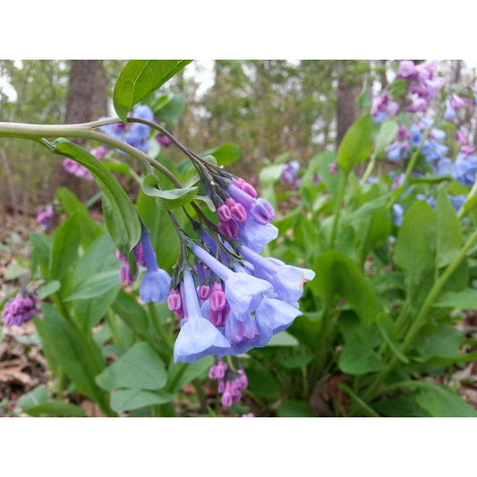 Mertensia virginica (Virginia Bluebells)  Natural Communities LLC