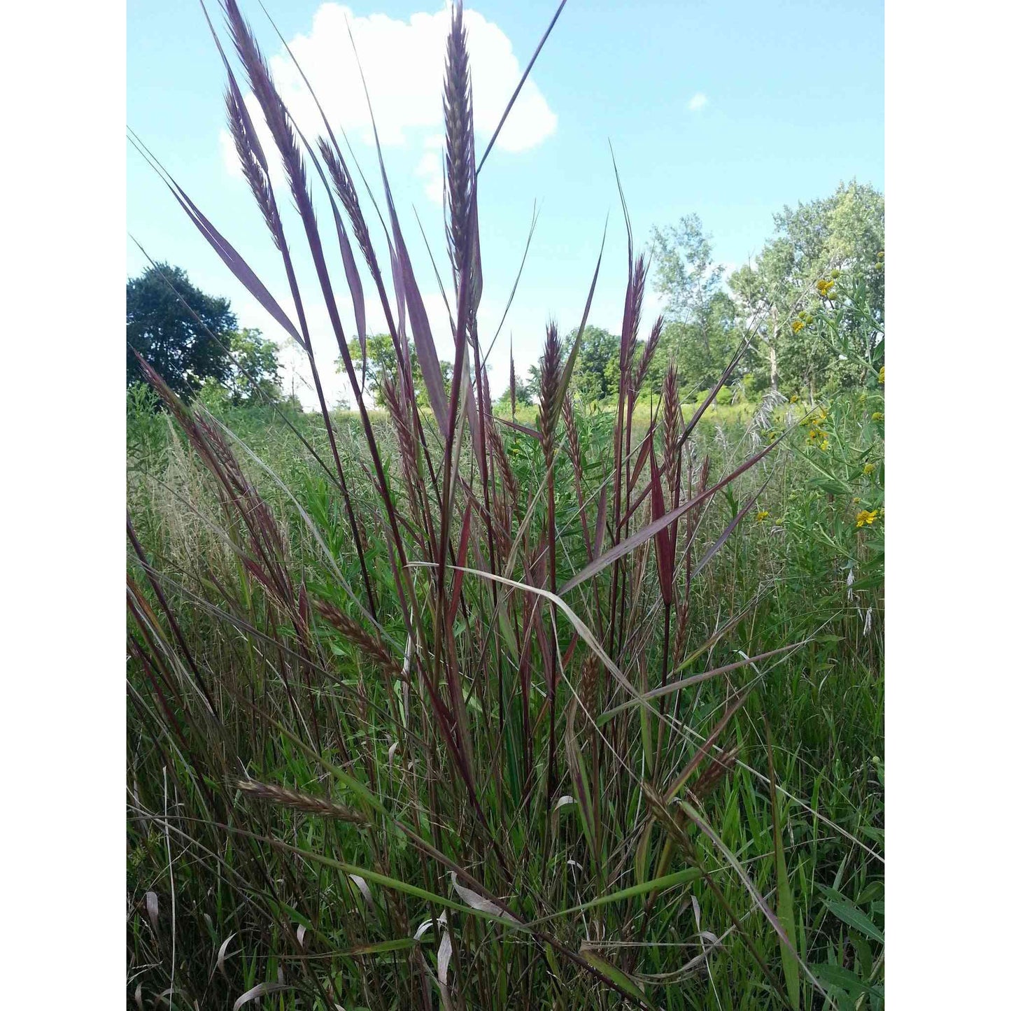 Elymus virginicus (Virginia Wild Rye) Natural Communities LLC