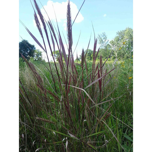 Elymus virginicus (Virginia Wild Rye)  Natural Communities LLC