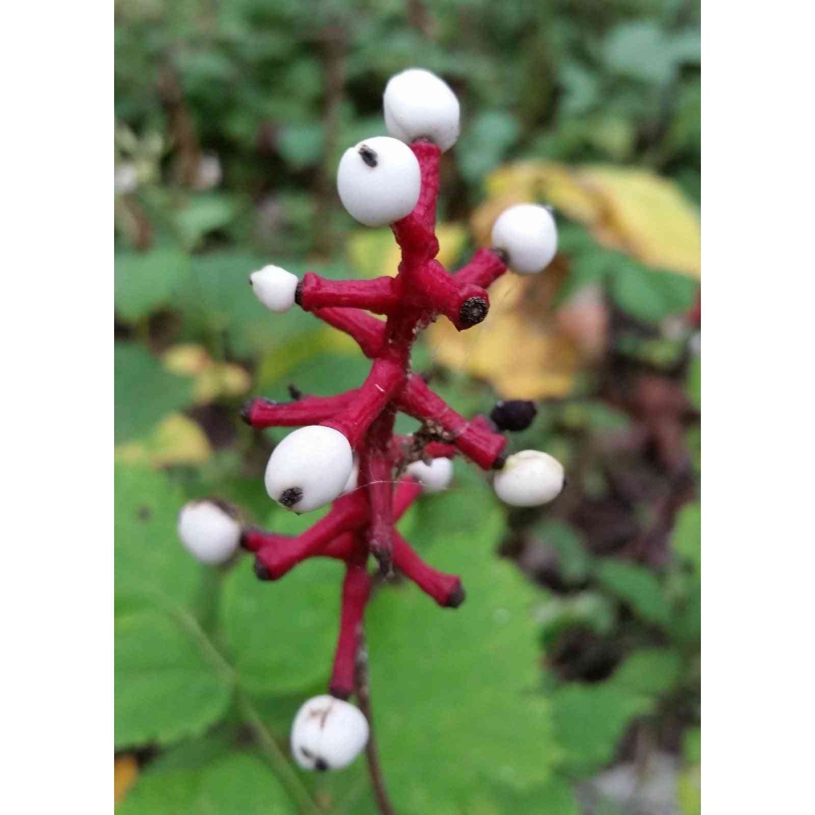 Actaea pachypoda (Doll's-Eyes, White Baneberry)  Natural Communities LLC