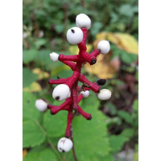 Actaea pachypoda (Doll's-Eyes, White Baneberry)  Natural Communities LLC