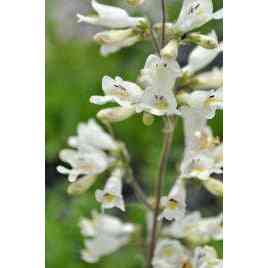 Penstemon pallidus (Pale Beardtongue)  Natural Communities LLC