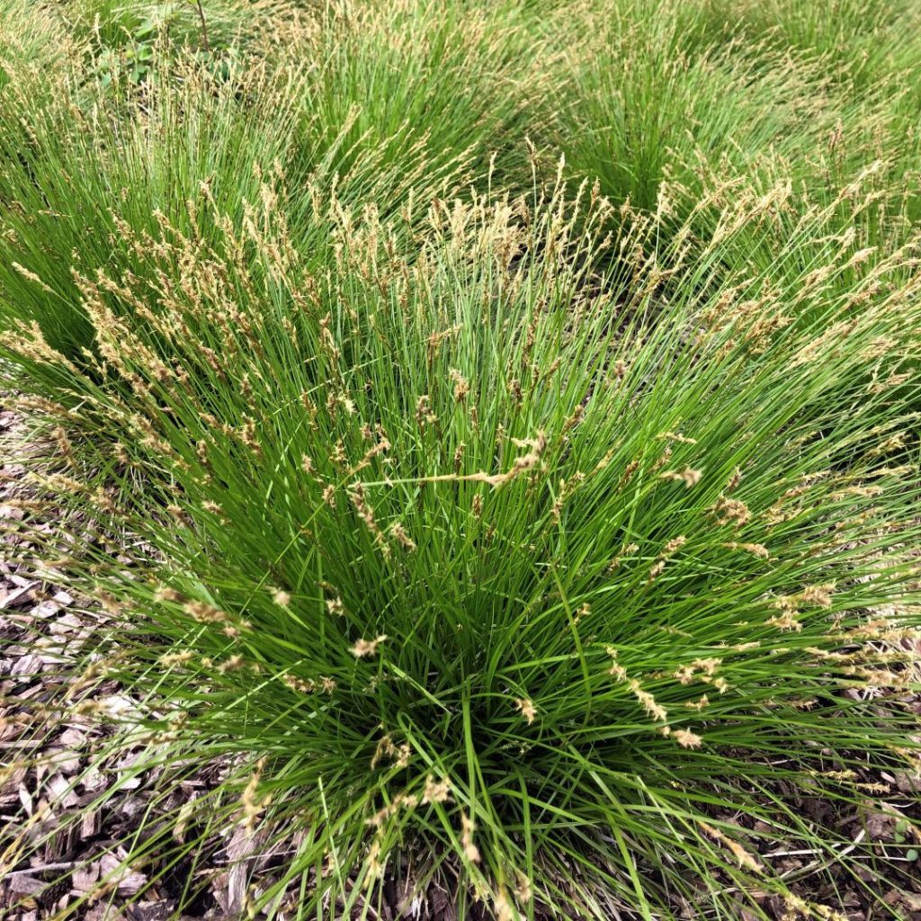 Carex bromoides (Brome Hummock Sedge)